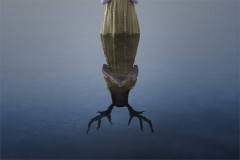 Campaign artwork for English National Opera’s Iphigénie en Tauride: a figure standing in still water above an antlered reflection