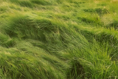 Key art for Grass, the Branden Jacobs-Jenkins world premiere at Park Avenue Armory, New York