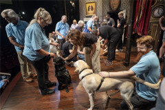 A volunteer puppy raiser rewards a black Labrador while a yellow Labrador is fussed nearby. Photo by Ellie Kurttz