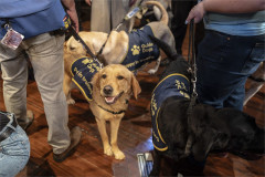 Three Guide Dogs puppies in training in their coats on the Duchess Theatre stage. Photo by Ellie Kurttz