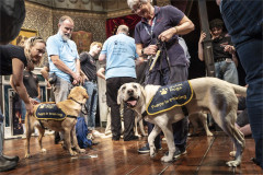 Two yellow Labrador puppies in Guide Dogs coats with their volunteer raisers on stage. Photo by Ellie Kurttz