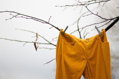 A pair of yellow corduroy trousers pegged to a bare branch, key art for What Would Jarvis Do? at the Omnibus Theatre. Photo by Alicia Bridge